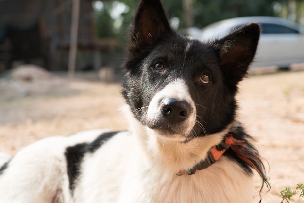 De lokale hond zwart en wit buiten zitten en op zoek naar een eten