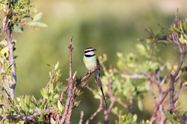 De lokale vogel zit op een tak in Kenia