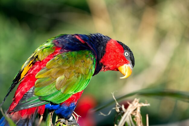 De lory met zwarte dop (Lorius lory) ook bekend als westerse lory met zwarte dop