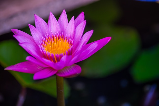 De lotus bloeit in het huis van de boeddhist