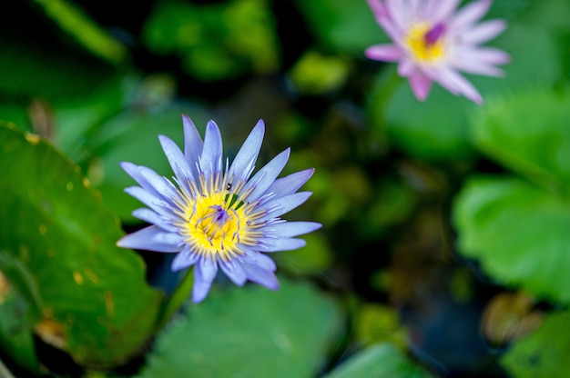 De lotus die van nature in het water voorkomt