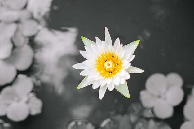 de lotusbloem die op de grijze achtergrond van het meer groeit