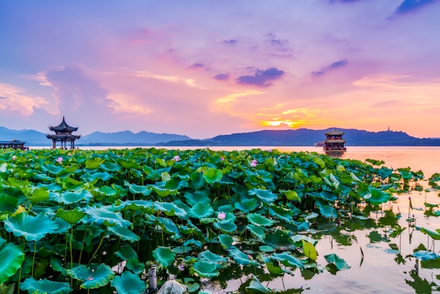 De lotusbloem en de zonsondergang betrekken in oud paviljoen in het Westenmeer, Hangzhou