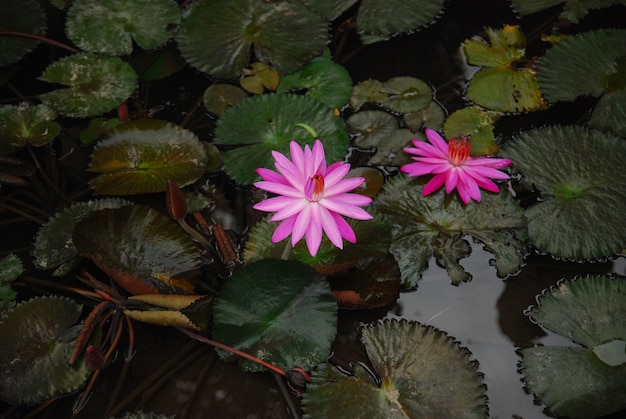 De lotusbloem staat in bloei