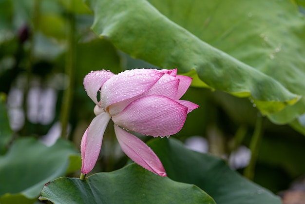 De lotusbloemen na de regen druipen van het water