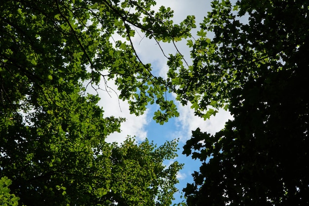 De lucht door de groene bladeren van bomenNatuurlijke achtergrond