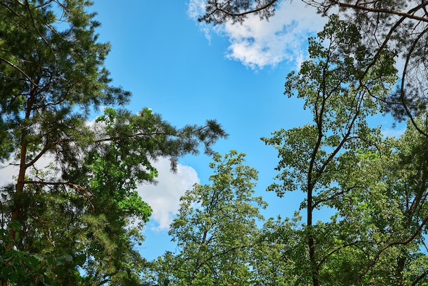 De lucht door de groene bladeren van bomennatuurlijke achtergrond