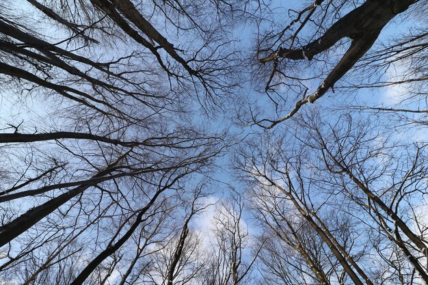 De lucht in het winterbos.