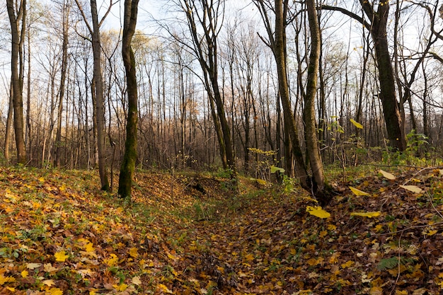 De lucht is een kaal dorp en gevallen bladeren op de grond in het herfstseizoen, laat in de herfst na bladval