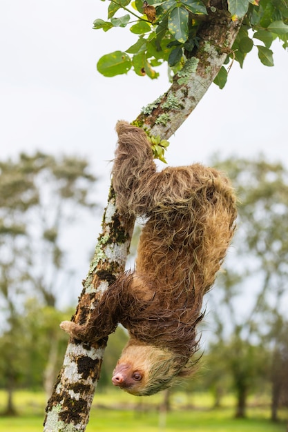 De luiaard aan de boom in Costa Rica, Midden-Amerika