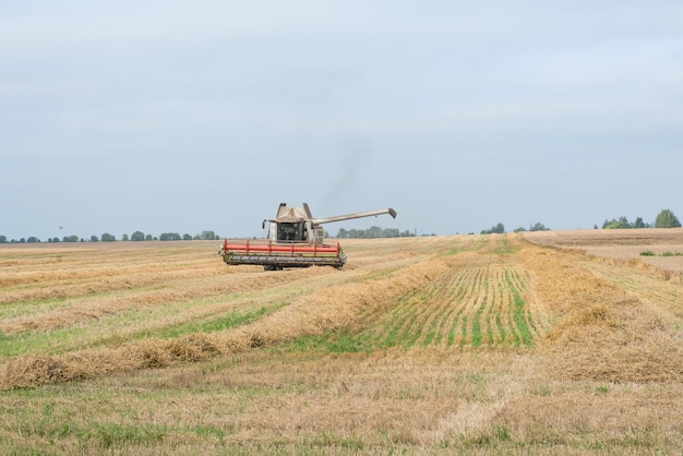 De maaidorser oogst een tarweveld in de herfst.