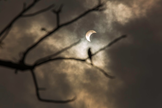 De maan bedekt de zon in een takje van een gedeeltelijke zonsverduistering.