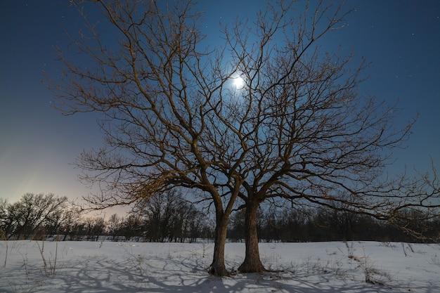 De maan schijnt door de takken van een boom tegen de achtergrond van de nachtelijke sterrenhemel in de winter.