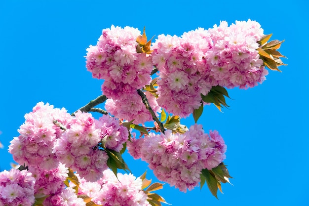 De macro roze japanse bloesem van het kersentakje op blauwe hemel