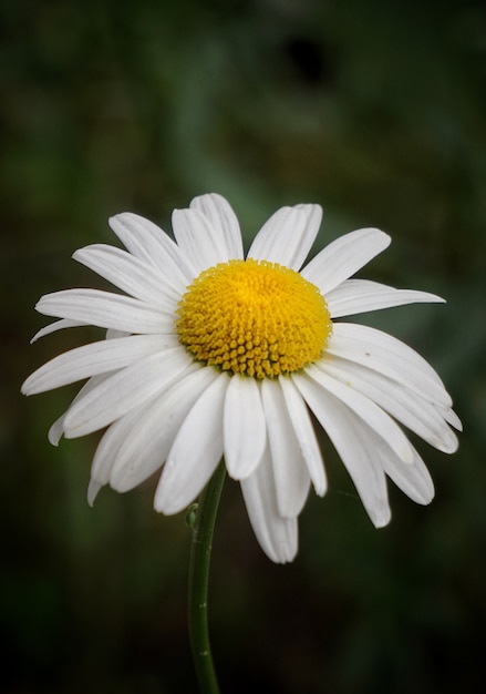 de madeliefjebloem