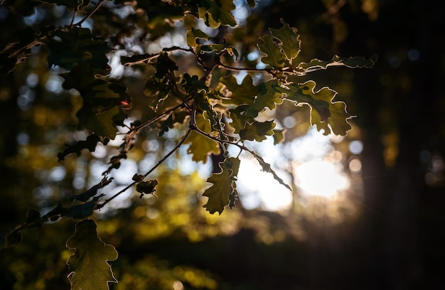 De magie van het zomerbos bij zonsondergang