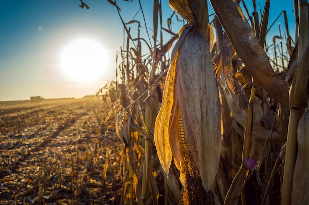 De maïs besluipt volledige korrel op de achtergrond van de zon bij zonsondergang