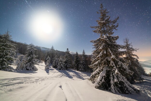De majestueuze sterrenhemel boven het winterse berglandschap Nachtscène Prachtige hoge sparren met maanlicht Karpaten Oekraïne Europa