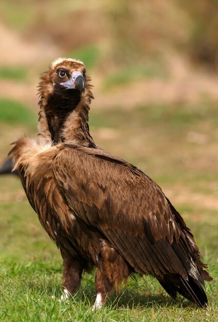 Foto de majestueuze zwarte gier