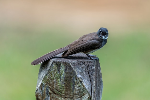 De Maleisische bonte fantail zat en rustte