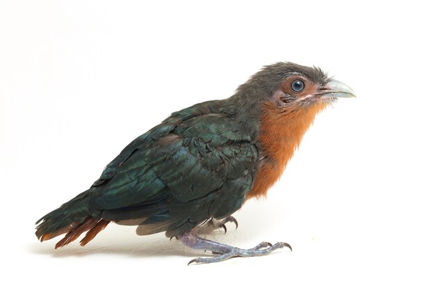 Foto de malkoha-vogel met kastanjeborst