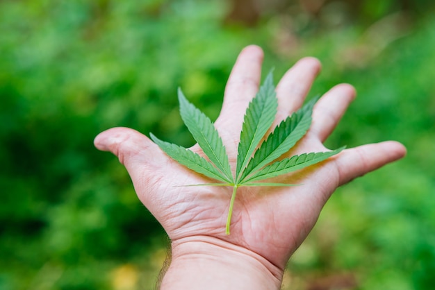 De man houdt een cannabisblad in zijn hand