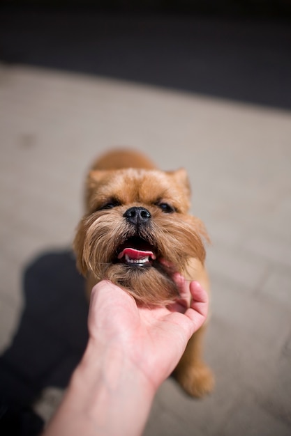 De man streelde zijn baardrode hond dicht omhoog.