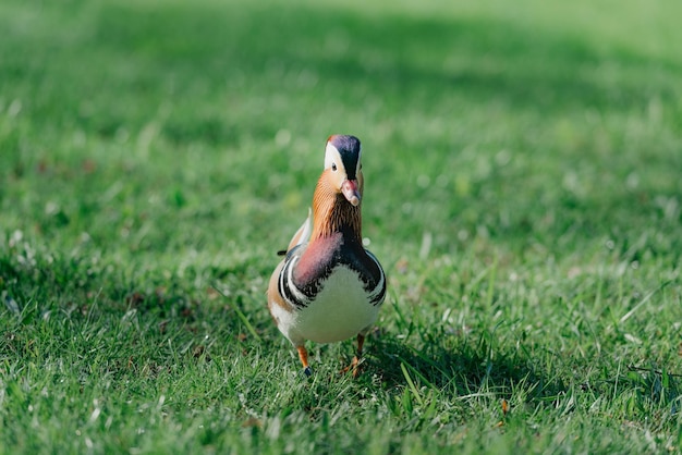 Foto de mandarijneend loopt 's morgens door de wei