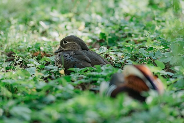 De mandarijneenden liggen op het gras in het park