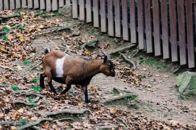 De manenram eet hooidier in de dierentuin grote ronde hoorns van een ram