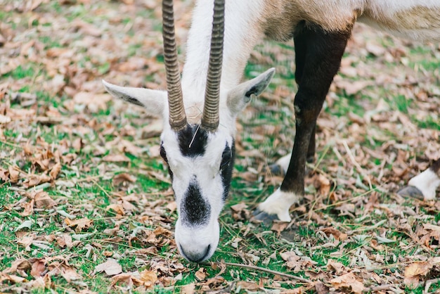 De manenram eet hooidier in de dierentuin grote ronde hoorns van een ram