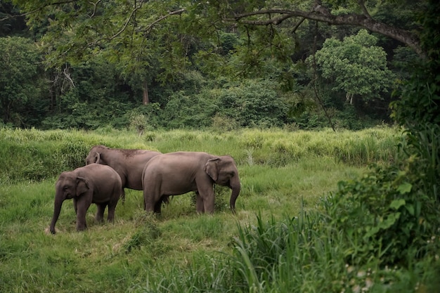 De manier van leven van Thaise olifanten of Aziatische olifanten die foerageren in de bossen van het noordelijke deel van Thailand in de provincie Lampang