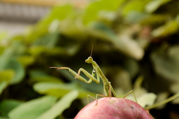 De mannelijke bidsprinkhaan op de appel Bidsprinkhanen op zoek naar prooi Bidsprinkhanen insect roofdier