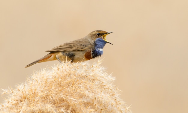 De mannelijke Blauwborst zingt zittend op een riet