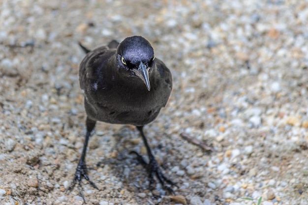 De mannelijke Carib grackle staat op een zandstrand