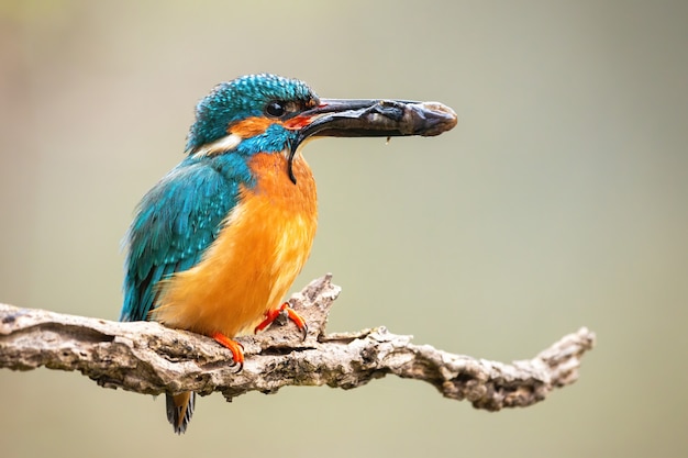 De mannelijke gemeenschappelijke prooi van de ijsvogelholding in bek op tak.