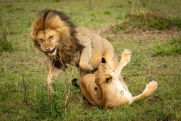 Foto de mannelijke leeuw toont zijn tanden en staat naast de vrouwelijke leeuw.