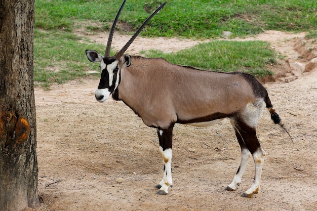 De mannelijke oryx antilope in sawanna-tuin