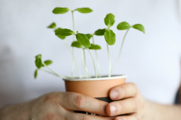 De mannelijke pot van de handgreep met groene spruitenclose-up.