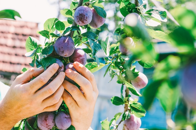 De mannelijke rijpe palmen van de handoogst op een hete de zomerdag.