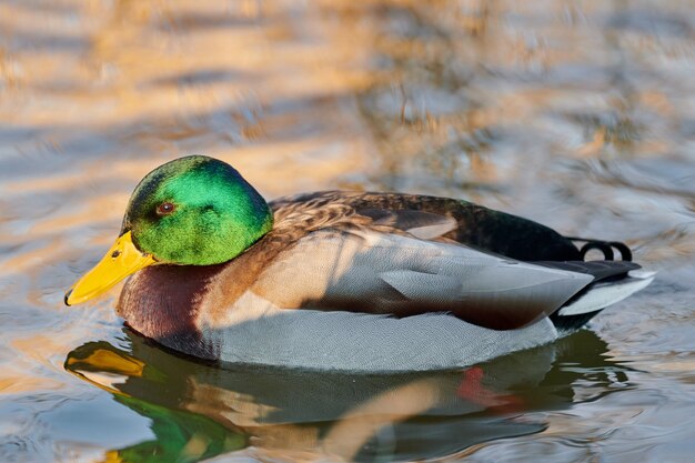 De mannelijke vogel die van de wilde eendwatervogels in vijver of rivier ploetert