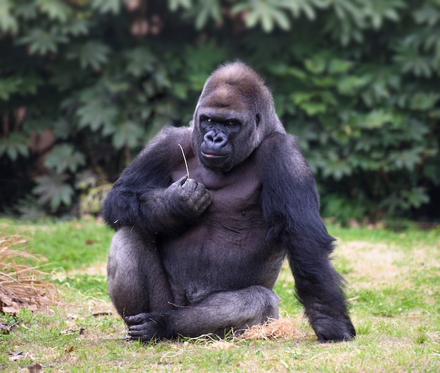 De mannelijke volwassen gorilla kijkt recht in camera met knorrige uitdrukking
