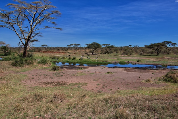 De maraboe op safari in kenia en tanzania, afrika