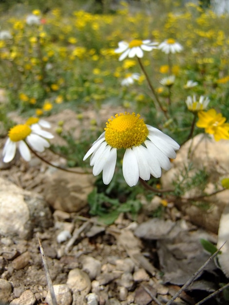 De margrietbloem die in de tuin groeit, houdt van de schoonheid van de lente