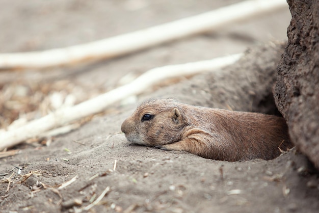 De marmot ligt op de buik in de open lucht