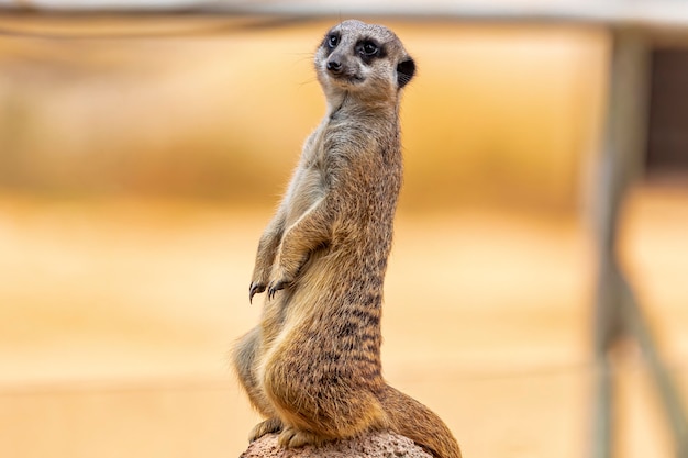 De meerkat (Suricata-suricatta) of suricate is een kleine mangoest die in zuidelijk Afrika wordt gevonden