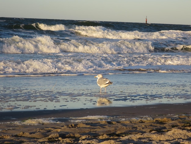 De meeuw op het strand