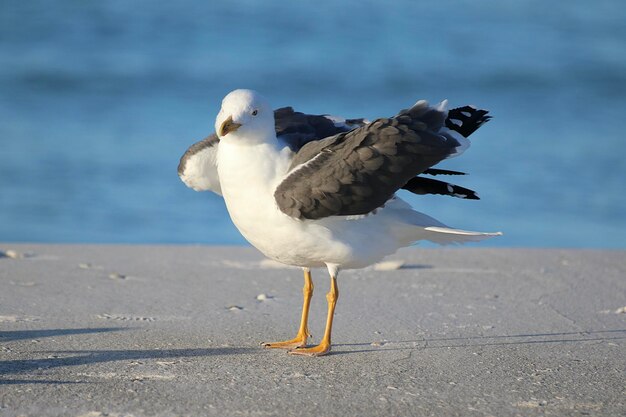 De meeuw op het strand