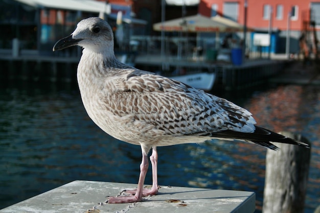 De meeuw tegen het meer.
