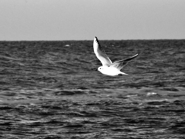 De meeuw vliegt over de zee tegen de lucht.